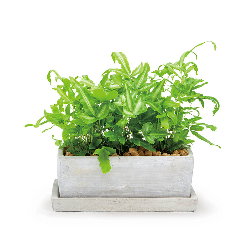SOLID PLANTER RECTANGLE L ROUGH GRAY